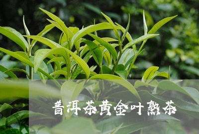 普洱茶黄金叶熟茶/2023041183725