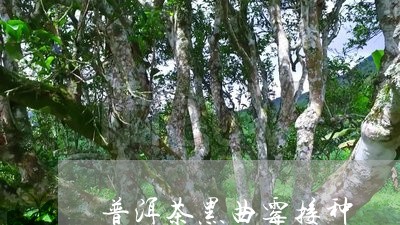 普洱茶黑曲霉接种/2023041073938