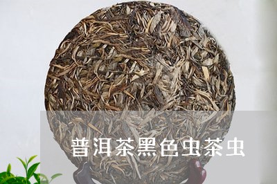 普洱茶黑色虫茶虫/2023041177250