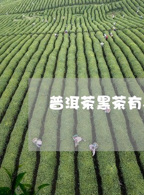 普洱茶黑茶有毒吗/2023031635057