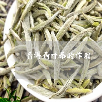 普洱荷叶茶的作用/2023032972804