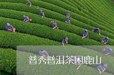 普秀普洱茶困鹿山/2023033135151