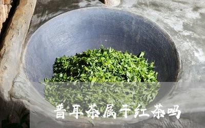 普耳茶属于红茶吗/2023032600392