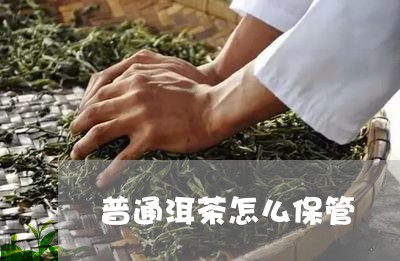 普通洱茶怎么保管/2023041482784