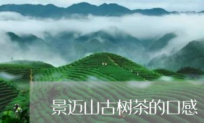 景迈山古树茶的口感/2023032179593