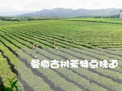 曼撒古树茶特点味道/2023032112925