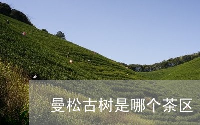 曼松古树是哪个茶区/2023041505157