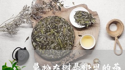 曼松古树是哪里的茶/2023041555948