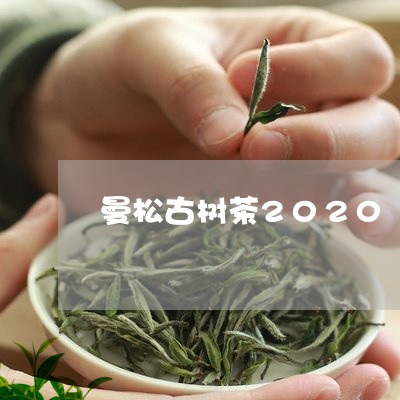 曼松古树茶2020/2023031817360