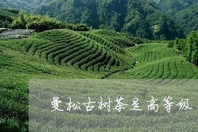 曼松古树茶是高等级/2023041462028