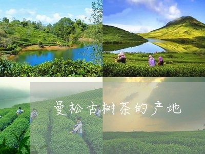 曼松古树茶的产地/2023032295159