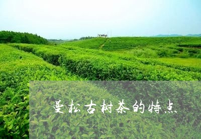 曼松古树茶的特点/2023041442715