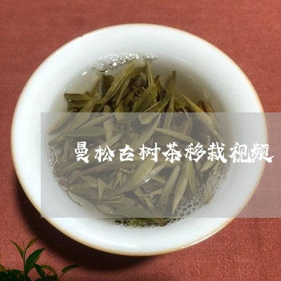 曼松古树茶移栽视频/2023041554370