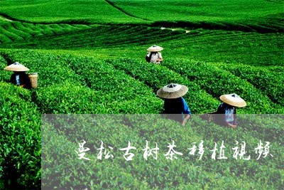 曼松古树茶移植视频/2023031903924