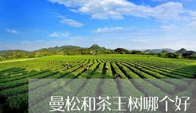 曼松和茶王树哪个好/2023041520470