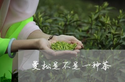 曼松是不是一种茶/2023032201684