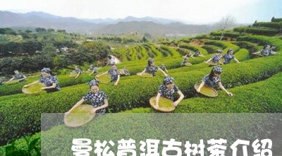 曼松普洱古树茶介绍/2023041451683