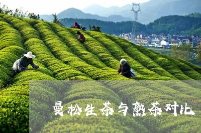 曼松生茶与熟茶对比/2023031826272