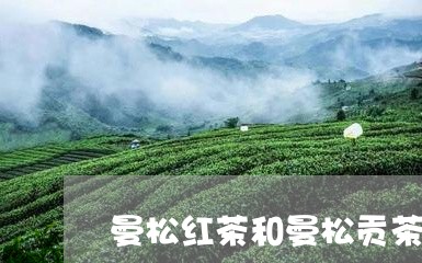 曼松红茶和曼松贡茶/2023041487461