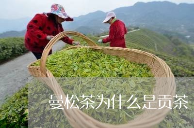 曼松茶为什么是贡茶/2023031835157