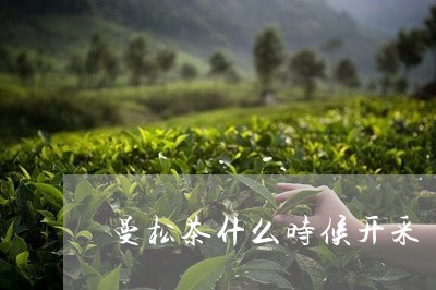 曼松茶什么时候开采/2023041476938