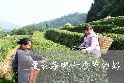 曼松茶哪个季节的好/2023031894937