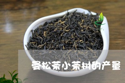 曼松茶小茶树的产量/2023031806059