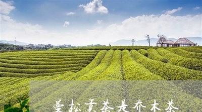 曼松贡茶是乔木茶/2023032285269