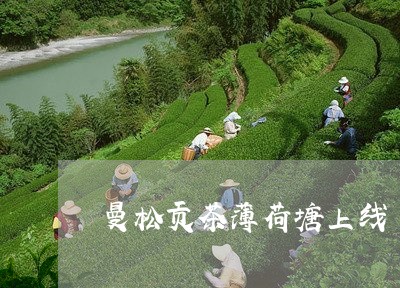 曼松贡茶薄荷塘上线/2023041413624