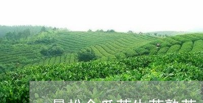 曼松金瓜茶生茶熟茶/2023041411736