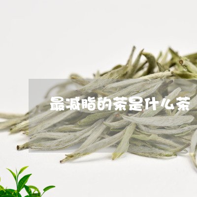 最减脂的茶是什么茶/2023041552815