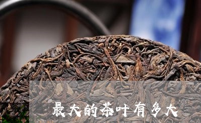 最大的茶叶有多大/2023032649403