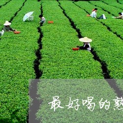 最好喝的熟普洱茶/2023031635937