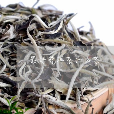 最好普洱茶什么茶/2023031721302