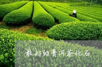 最好的普洱茶化石/2023041032724