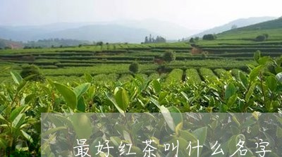 最好红茶叫什么名字/2023031951823