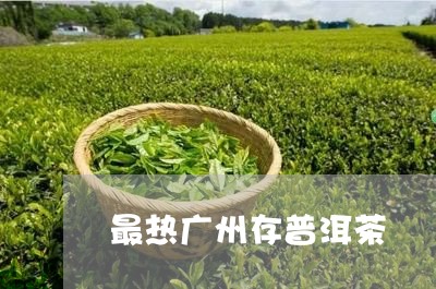 最热广州存普洱茶/2023041021613