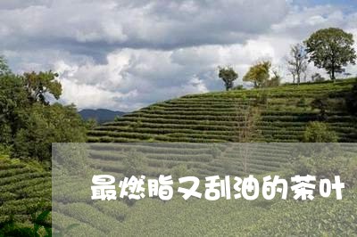 最燃脂又刮油的茶叶/2023032263828