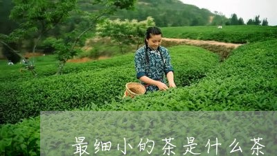 最细小的茶是什么茶/2023031947261