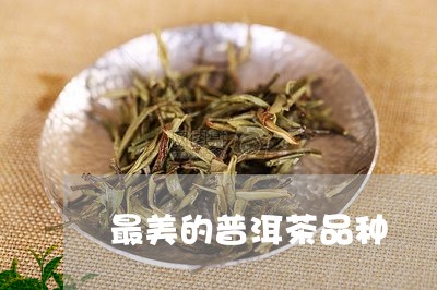 最美的普洱茶品种/2023041098260