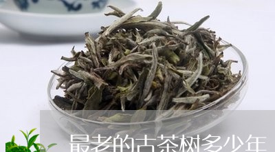 最老的古茶树多少年/2023041696149