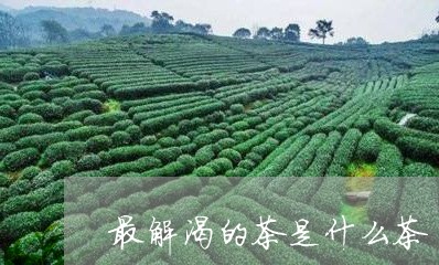 最解渴的茶是什么茶/2023031926360