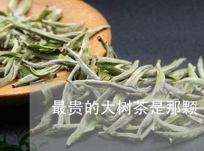 最贵的大树茶是那颗/2023032071847