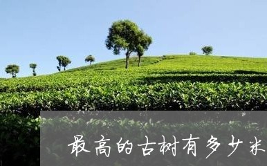 最高的古树有多少米/2023041694950