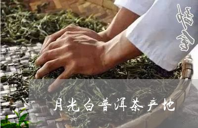 月光白普洱茶产地/2023041018724