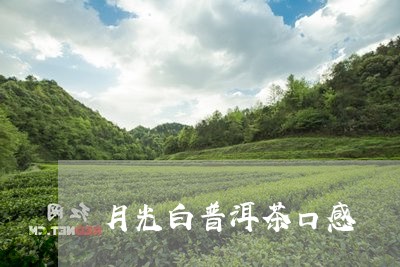 月光白普洱茶口感/2023041024749