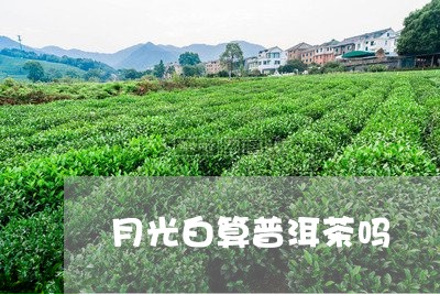 月光白算普洱茶吗/2023041286138