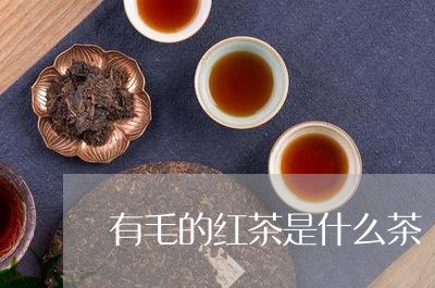 有毛的红茶是什么茶/2023041625248