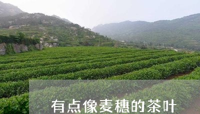 有点像麦穗的茶叶/2023032680393