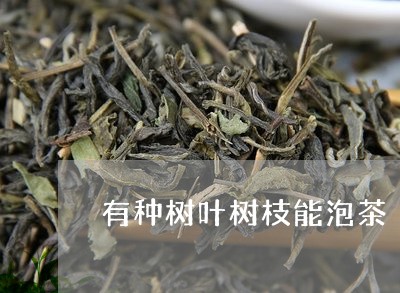 有种树叶树枝能泡茶/2023032061526